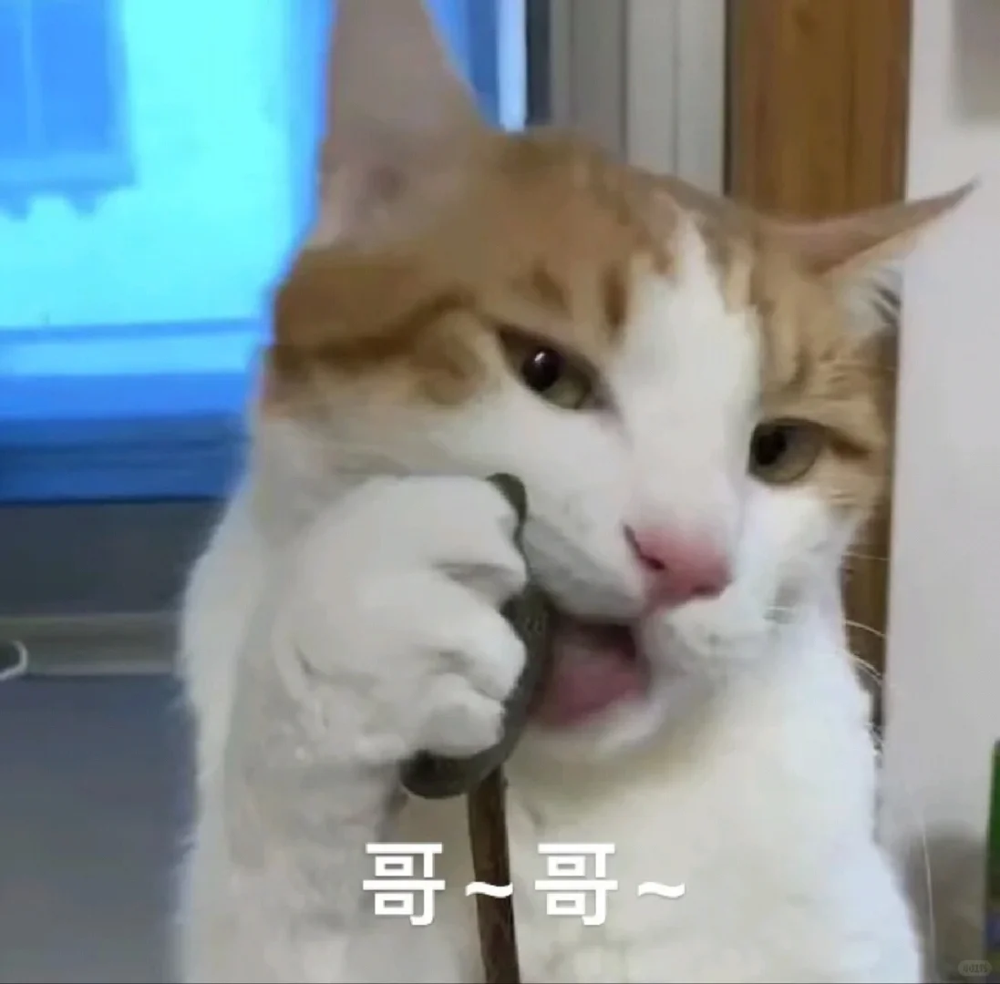 性感小猫咪