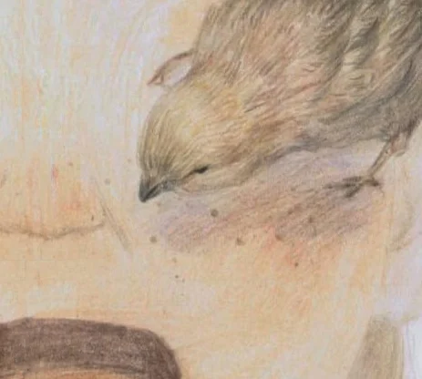 那些年我无力抵抗的雀斑🐦
