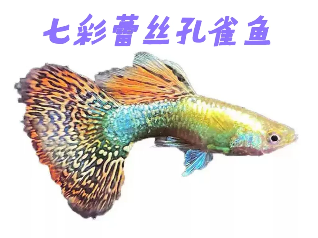 观赏孔雀鱼分类蕾丝孔雀鱼品系