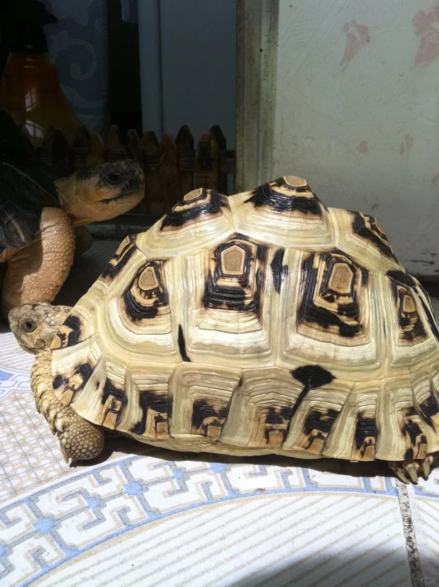 分享陆龟美照❤️🐢