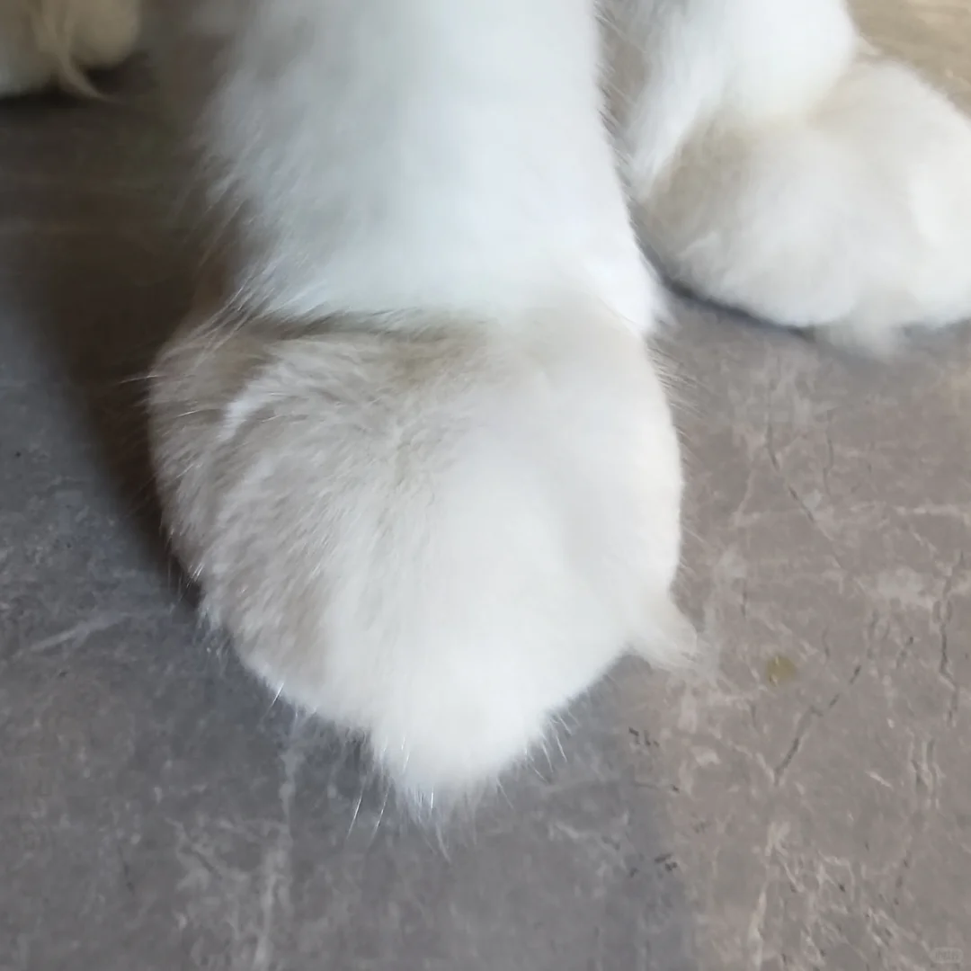 小脚脚！