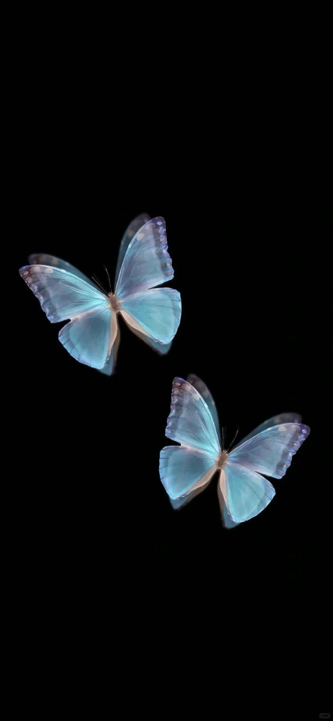 蓝色🦋