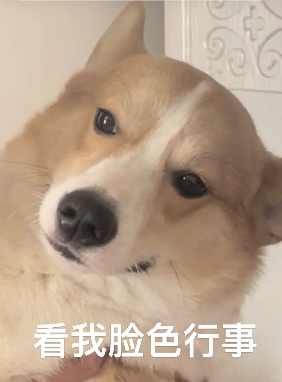 非常喜欢一些发癫的猫狗表情包