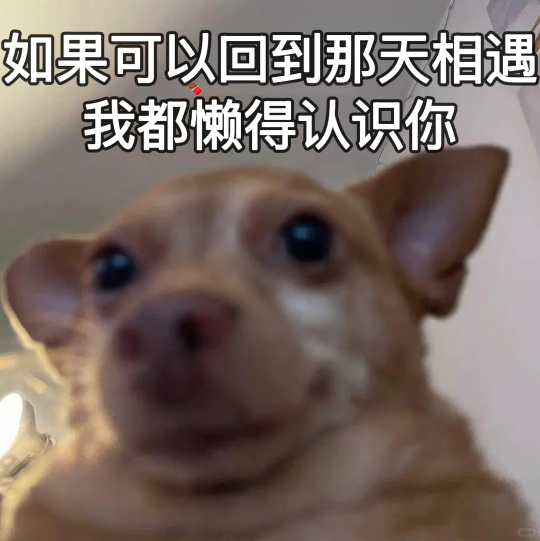 有淡淡疯感的小狗表情包☺️🫰‼️