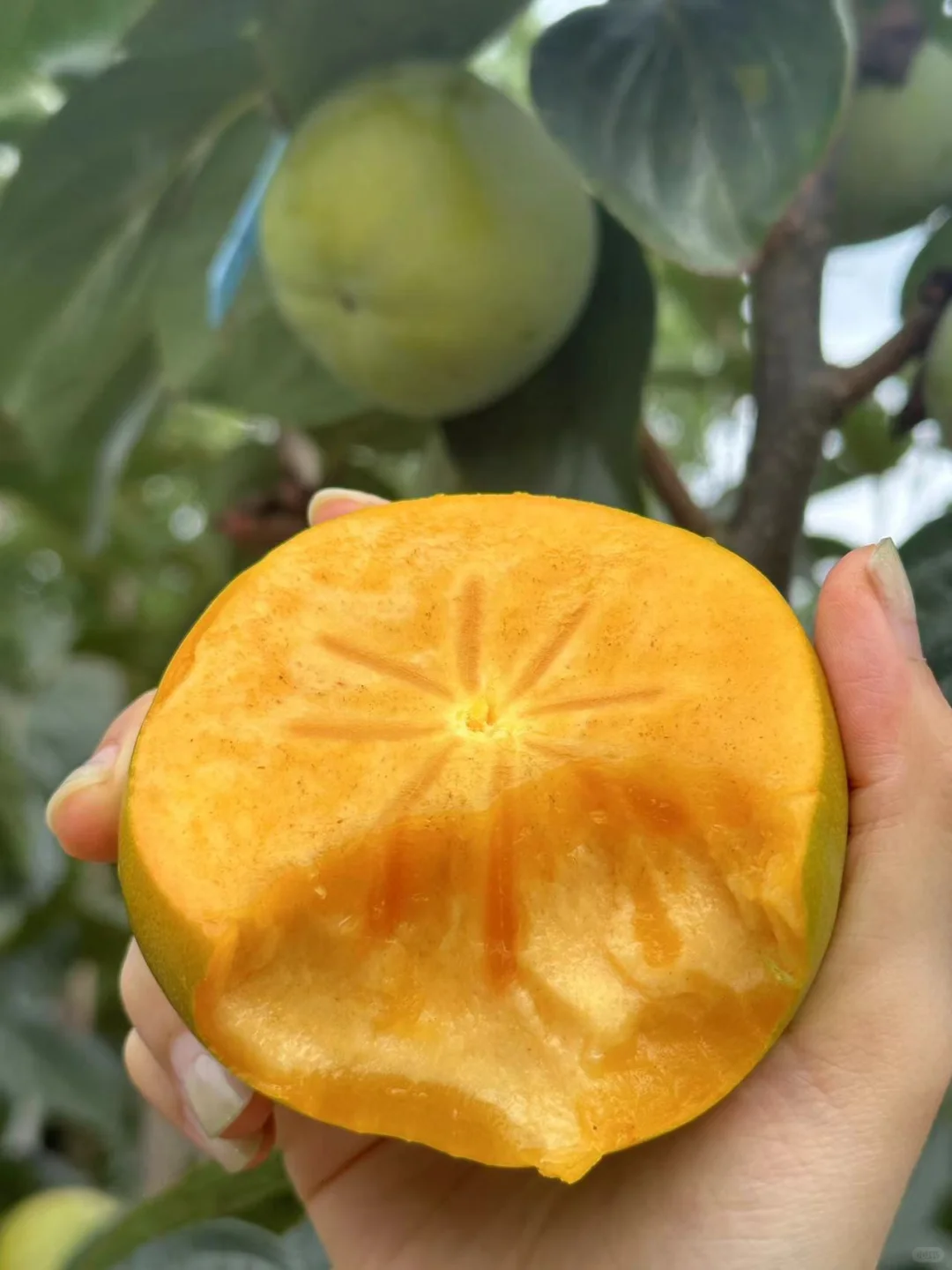 挖到一家巨脆巨甜的脆柿子！！无限回购！！
