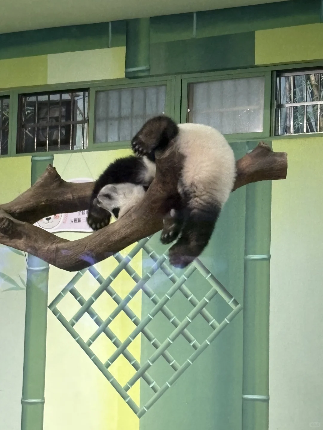 妹猪仔妖娆姿态连拍