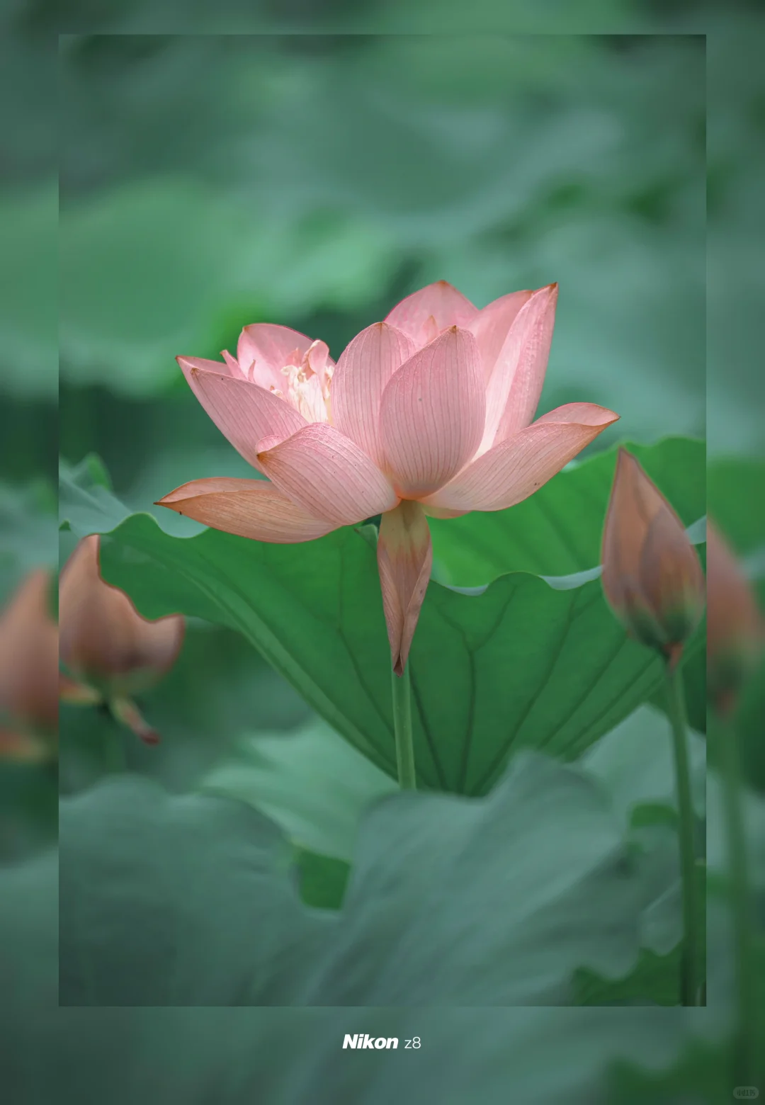 尼康佬版-终于知道通透感荷花怎么调色了