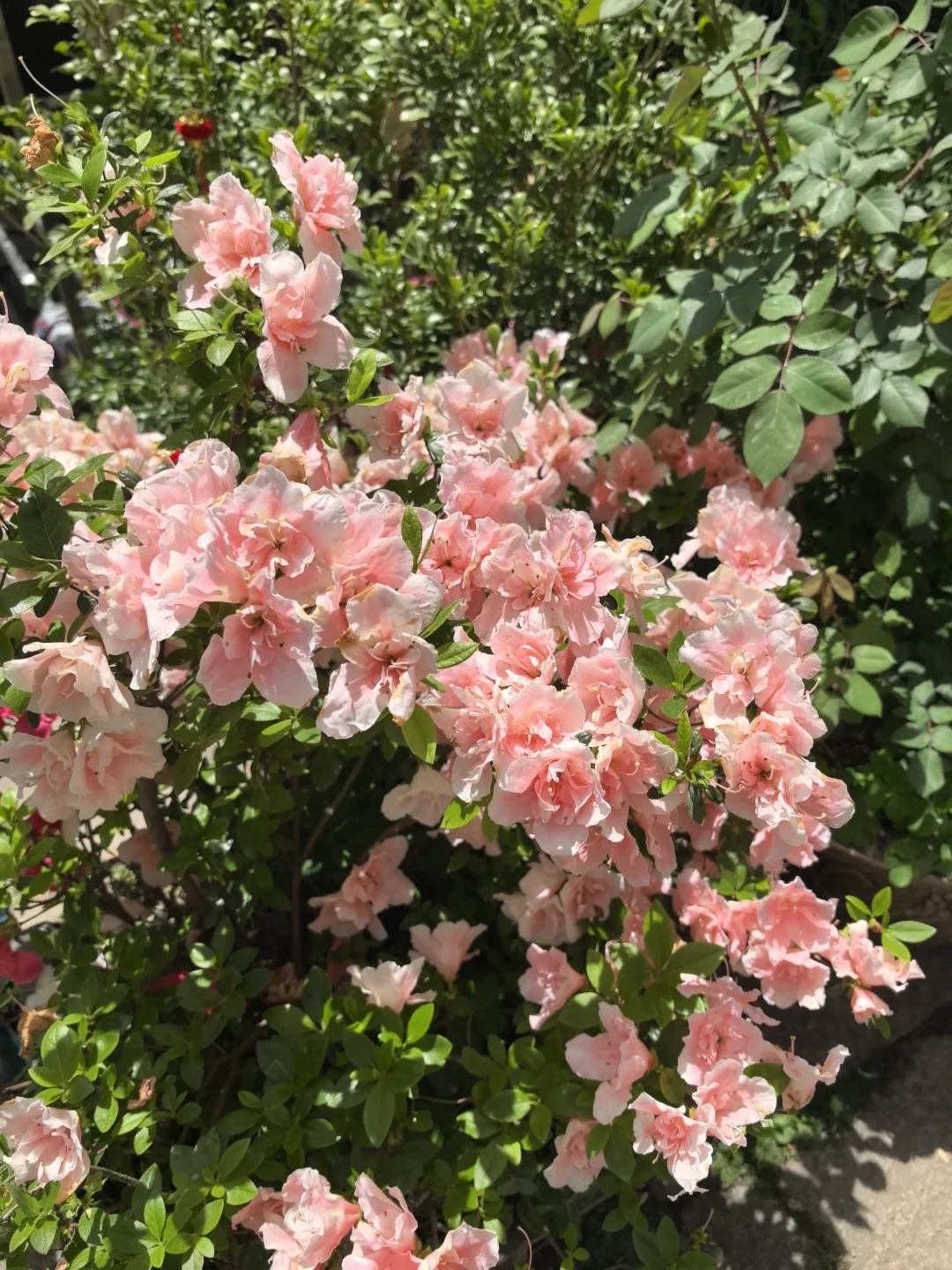 追寻一些静谧与绿意 ◞🌲𓂂𓏸