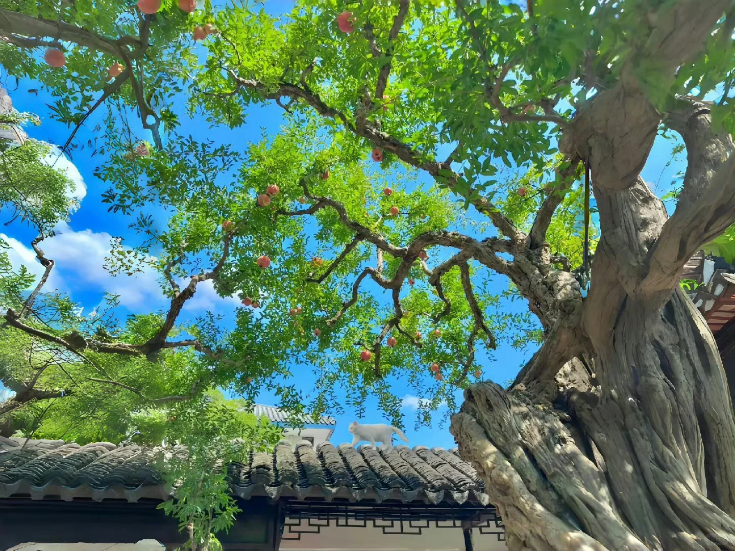 🌷wallpaper｜iPad壁纸