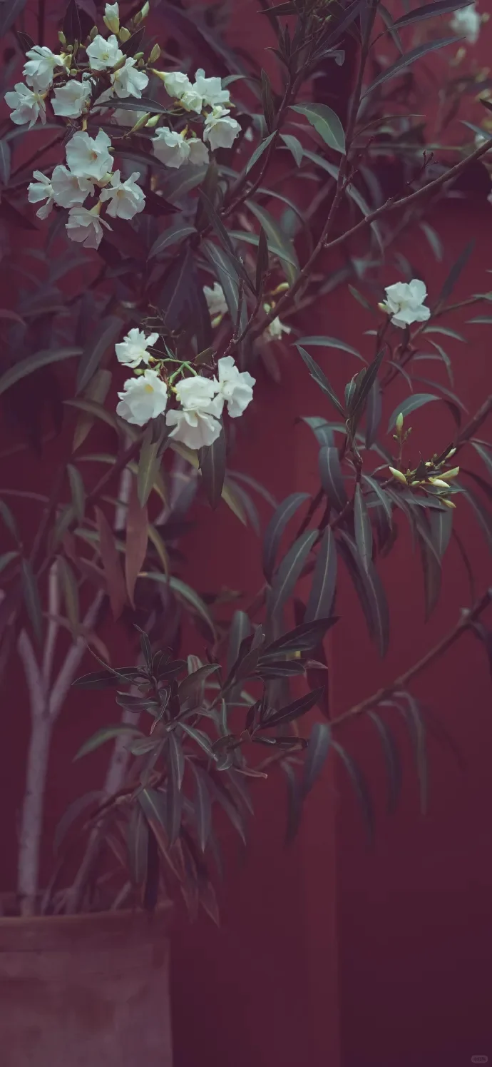 【静态美感壁纸，定格瞬间之美】