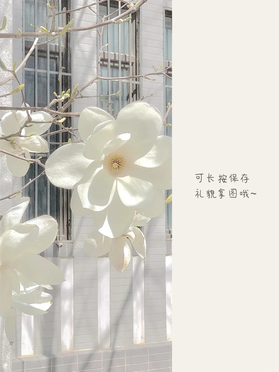 一抹白色藏进光里🎐|愿望帖④②✨