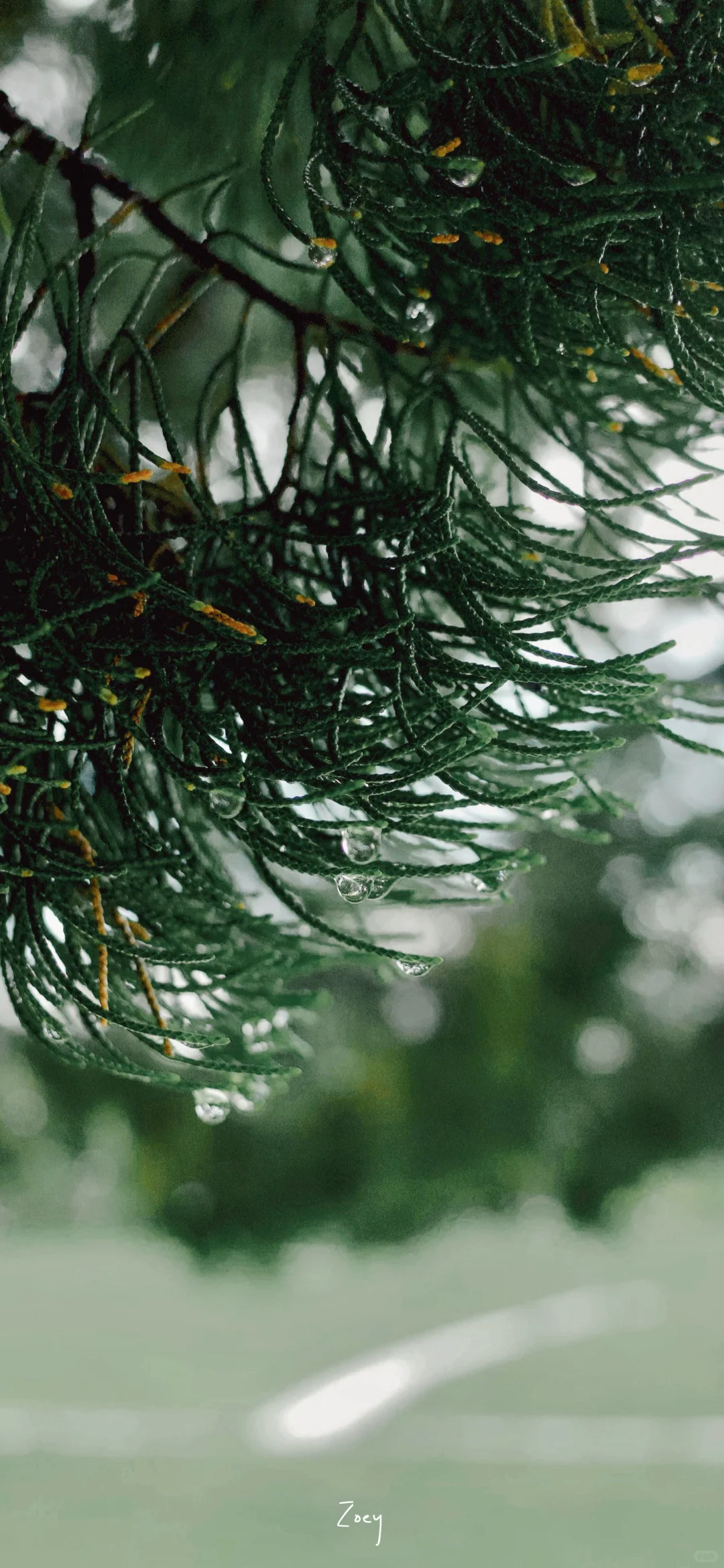 🌲𝟮𝟬𝟮𝟱 𝗝𝘂𝗻𝗲｜日历壁纸 📷 松针垂露