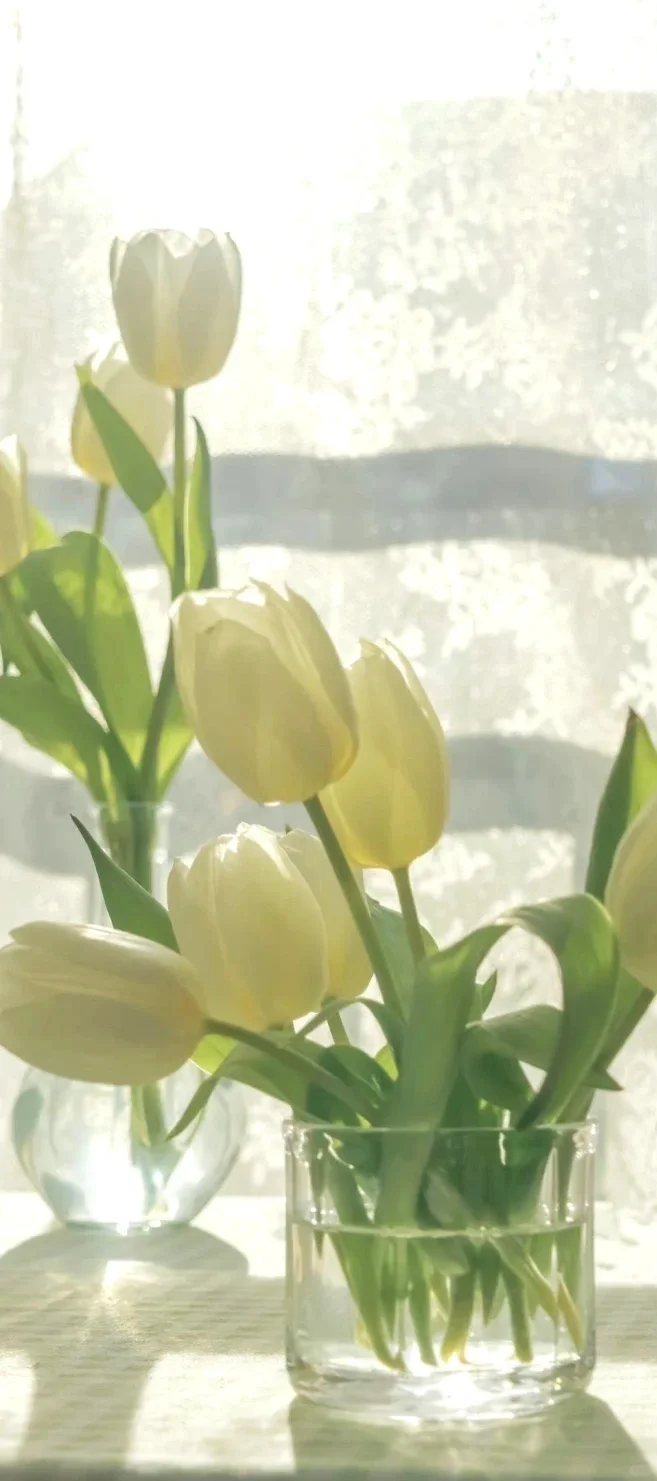 春日壁纸｜喜欢白色的花花