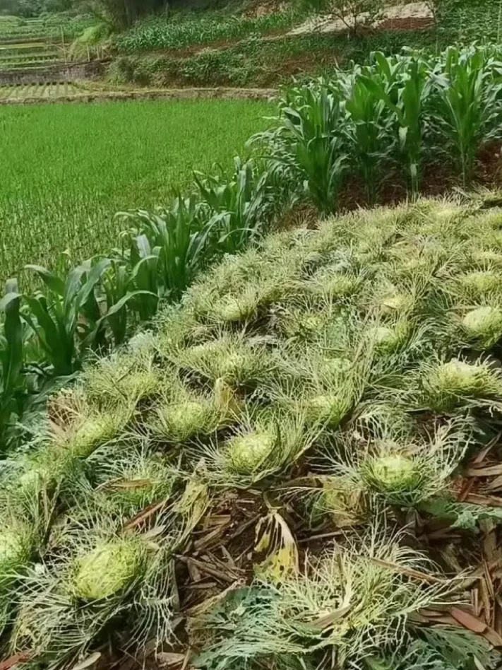新兴蔬菜，蕾丝包菜