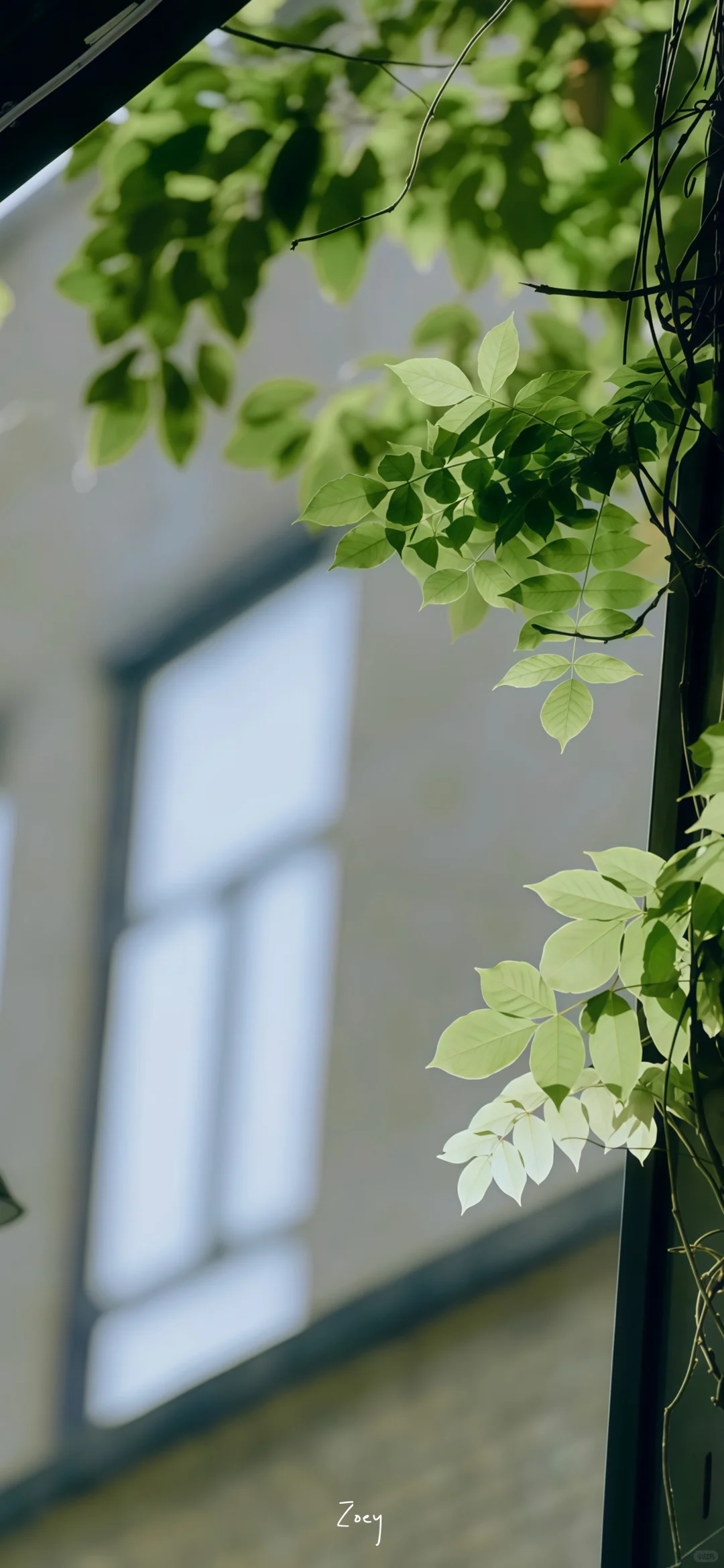 🍃𝟮𝟬𝟮𝟱 𝗝𝘂𝗻𝗲｜日历壁纸 📷 ｜绿意