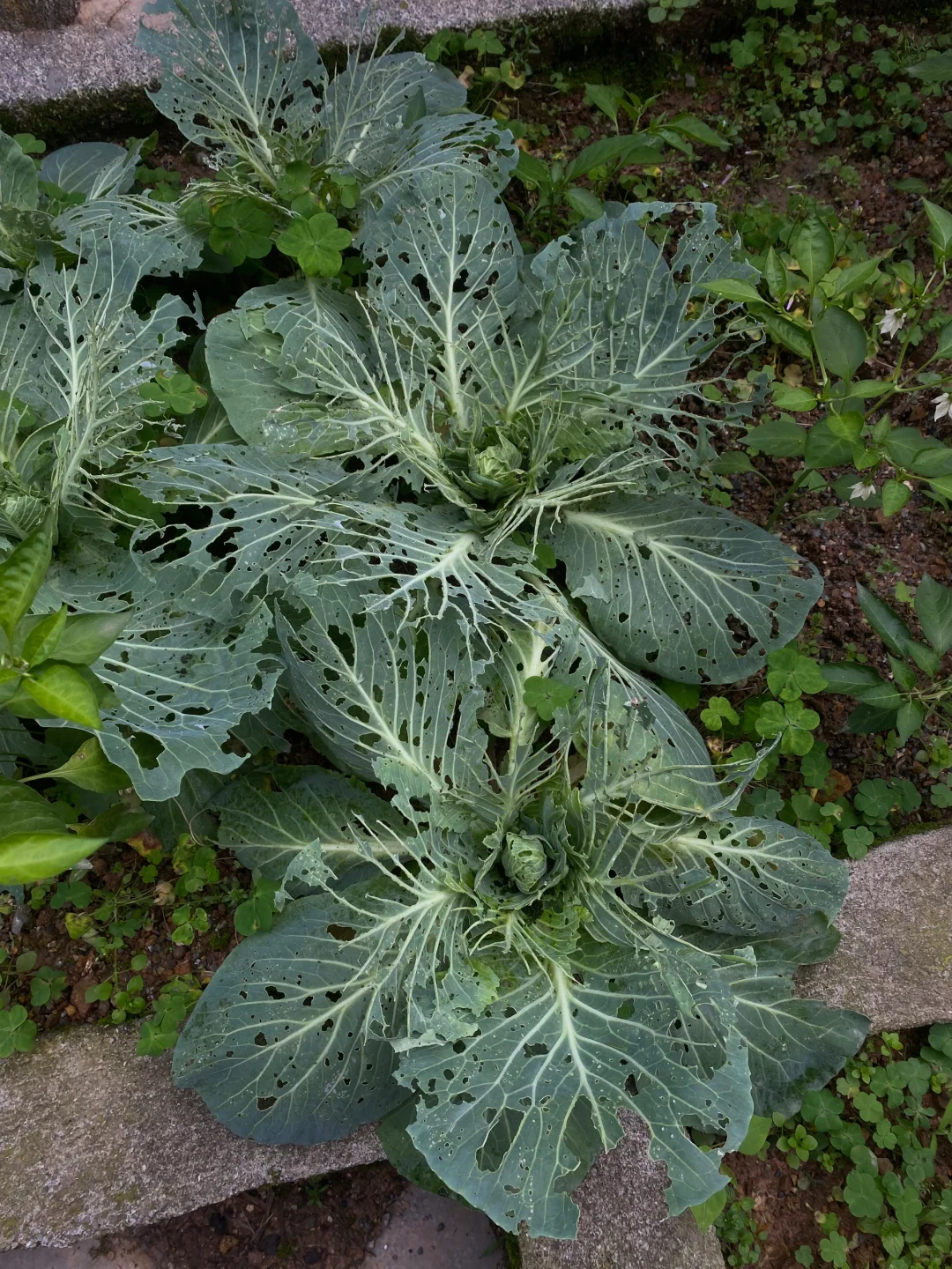 蕾丝包菜🥬