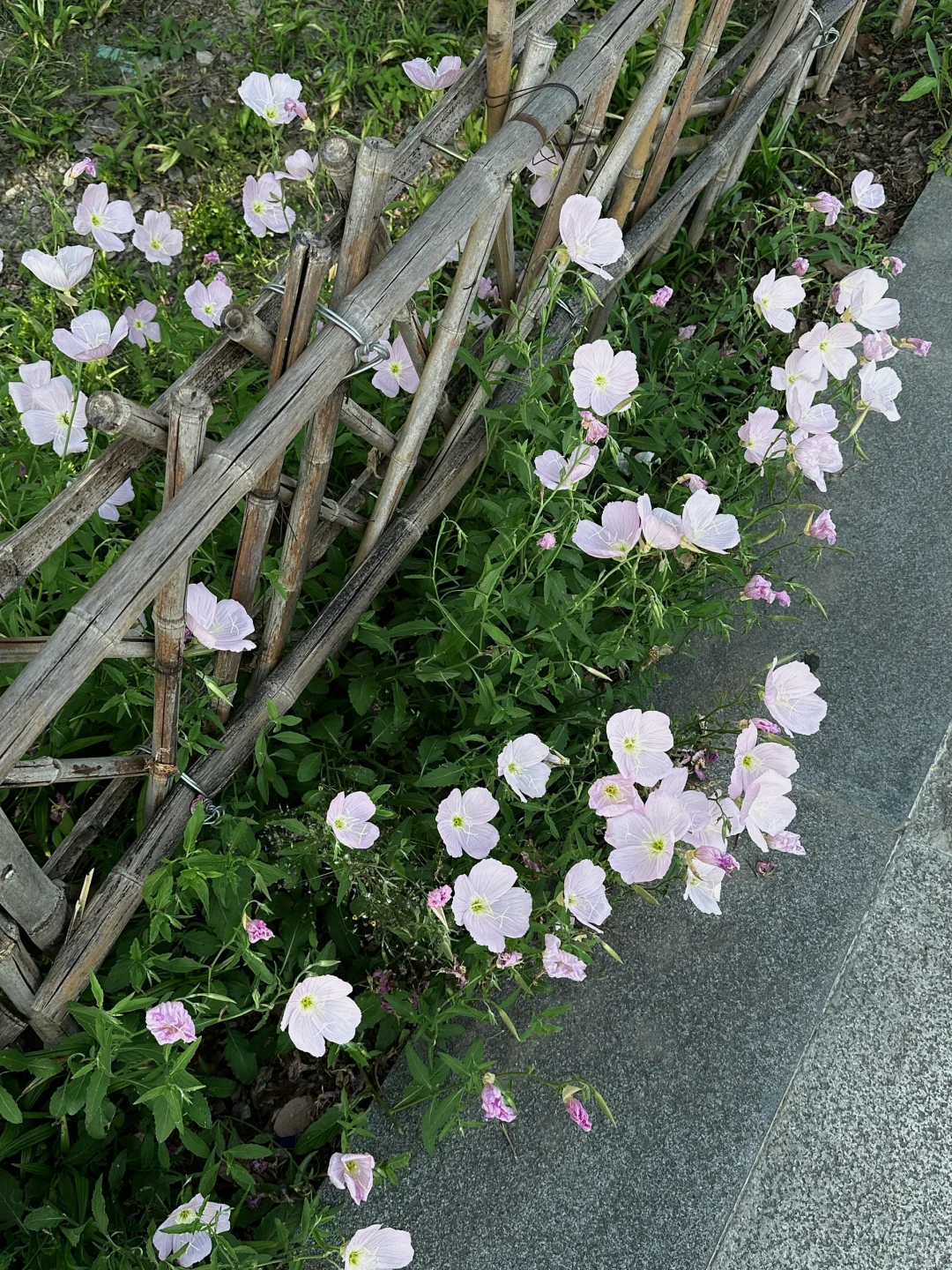 躺平 吸氧yeee🍃
