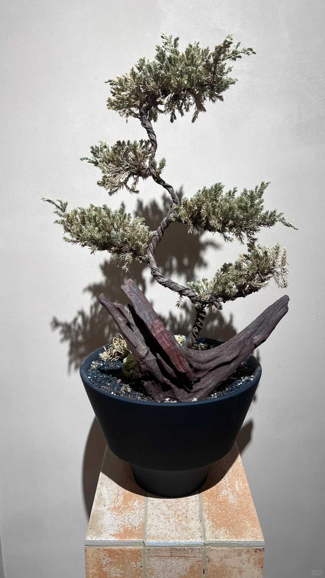 莫寻标准色，且爱混龄时