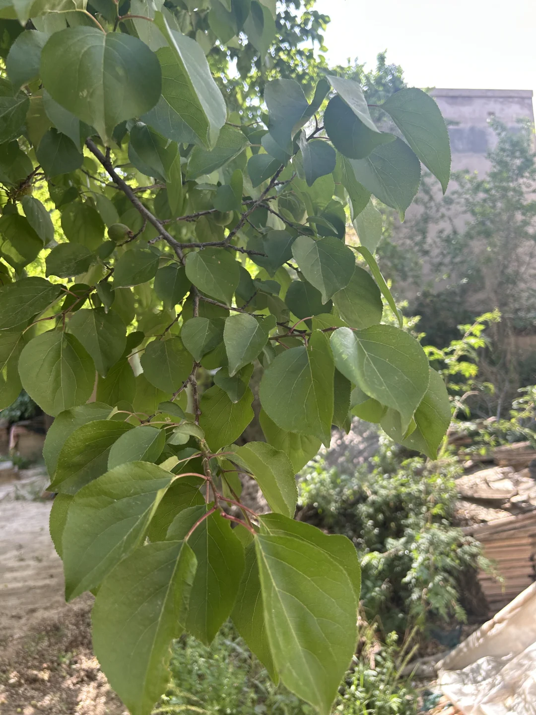 50岁老阿姨 是否还有韵味