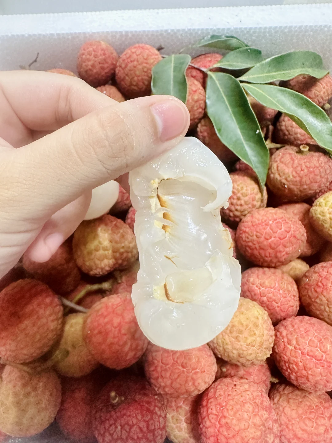 爷爷家的荔枝48.9一大箱 ，买到就是赚到！！