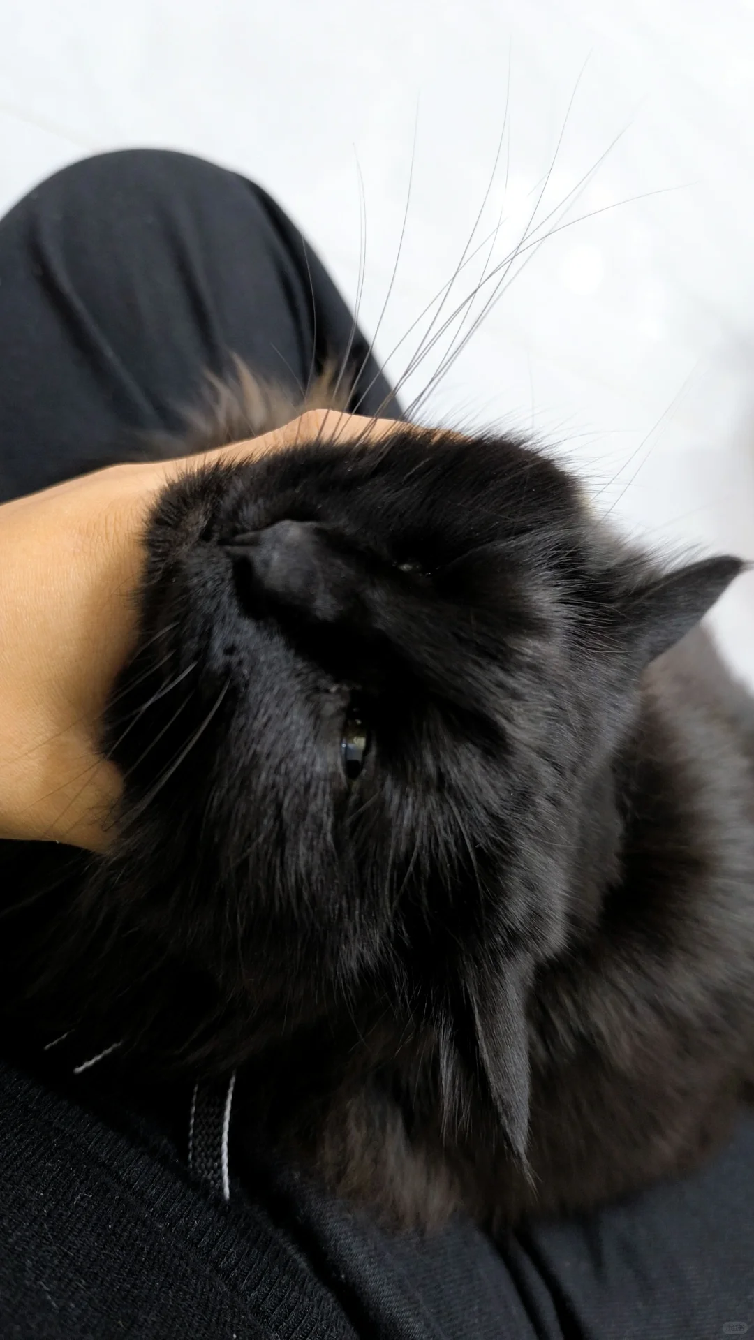 小猫，还想反抗我吗