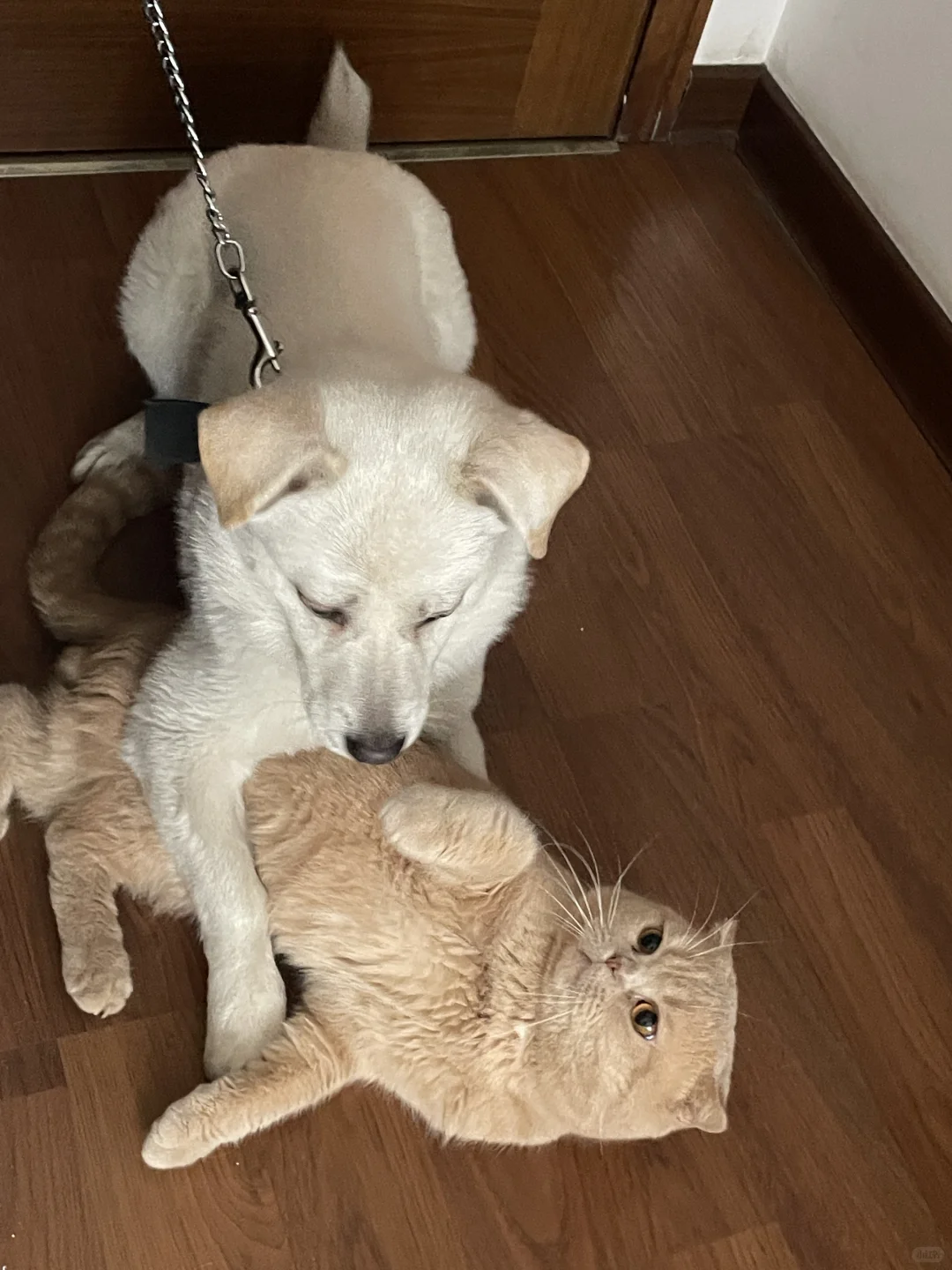 🐈：你不要过来啊