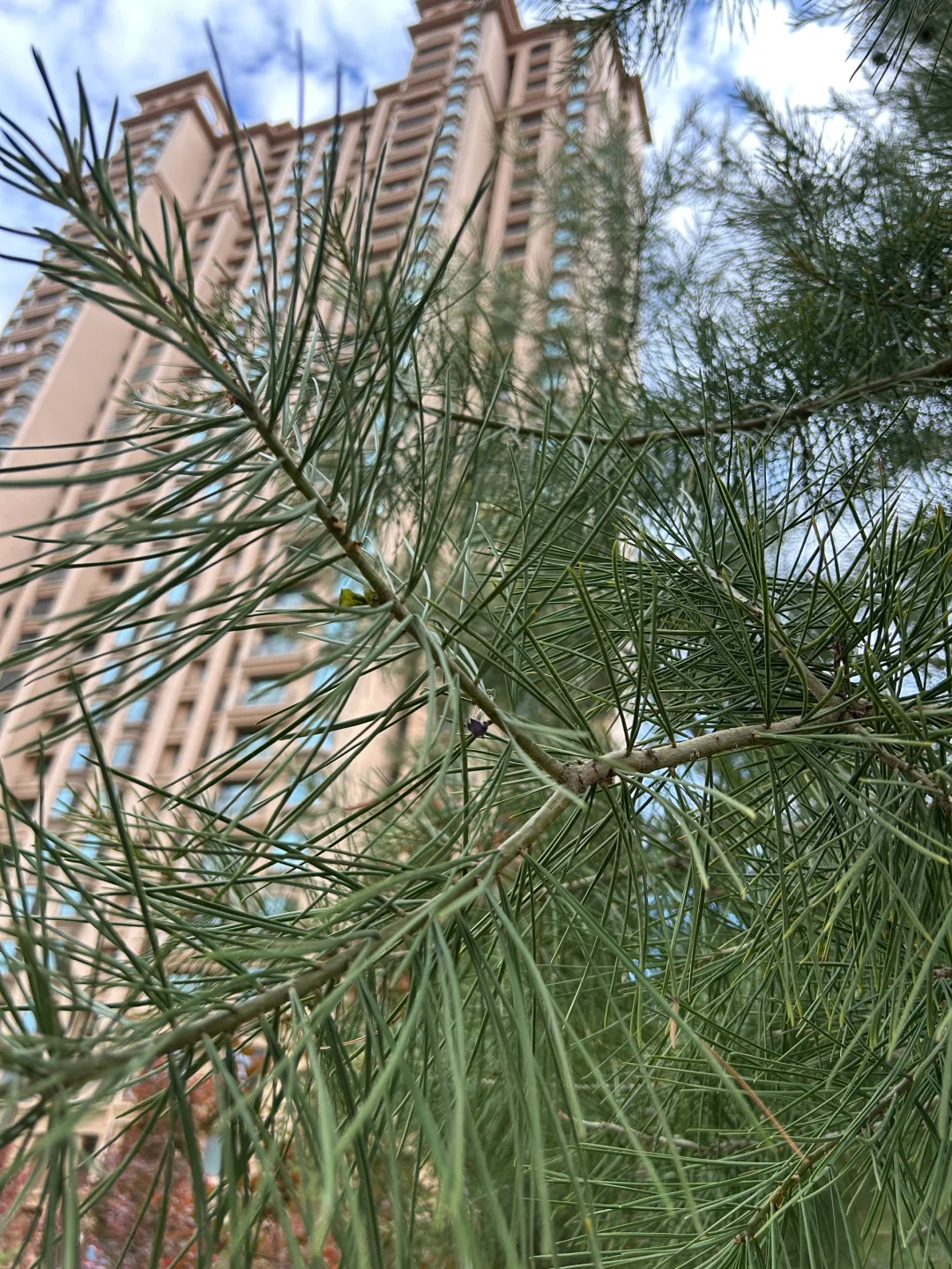 53岁的阿姨 黄昏好像也是一种美