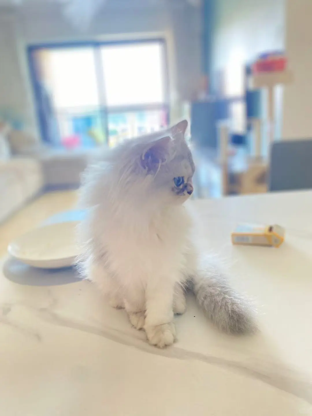 邪恶的长毛银渐层，我如何让它乖点？