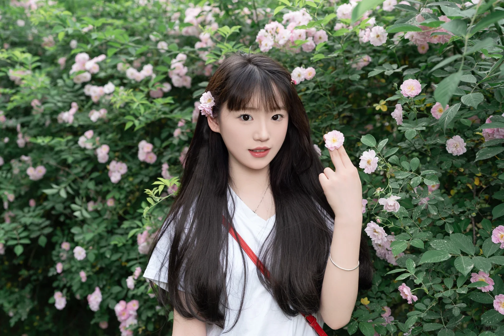 素颜日常蔷薇花