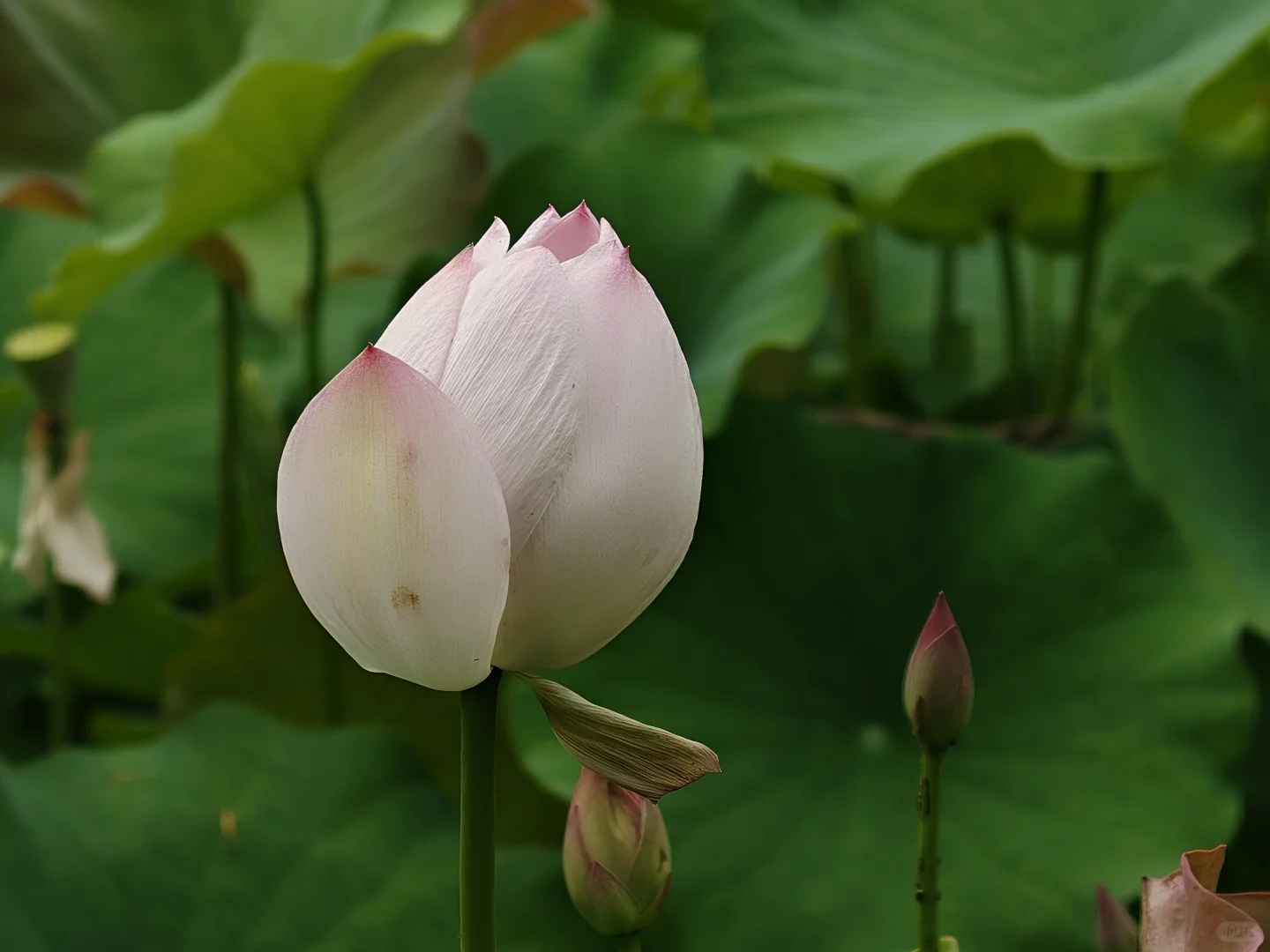 出水芙蓉，闭月羞花，沉鱼落雁的绝世美人儿