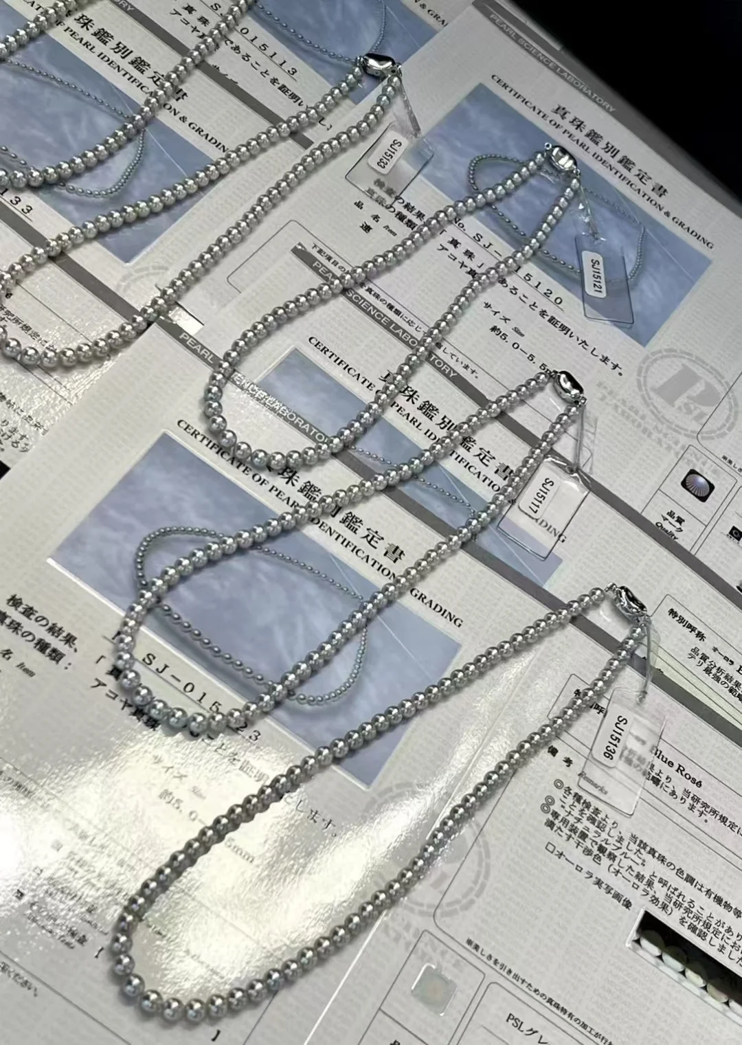 蓝玫瑰