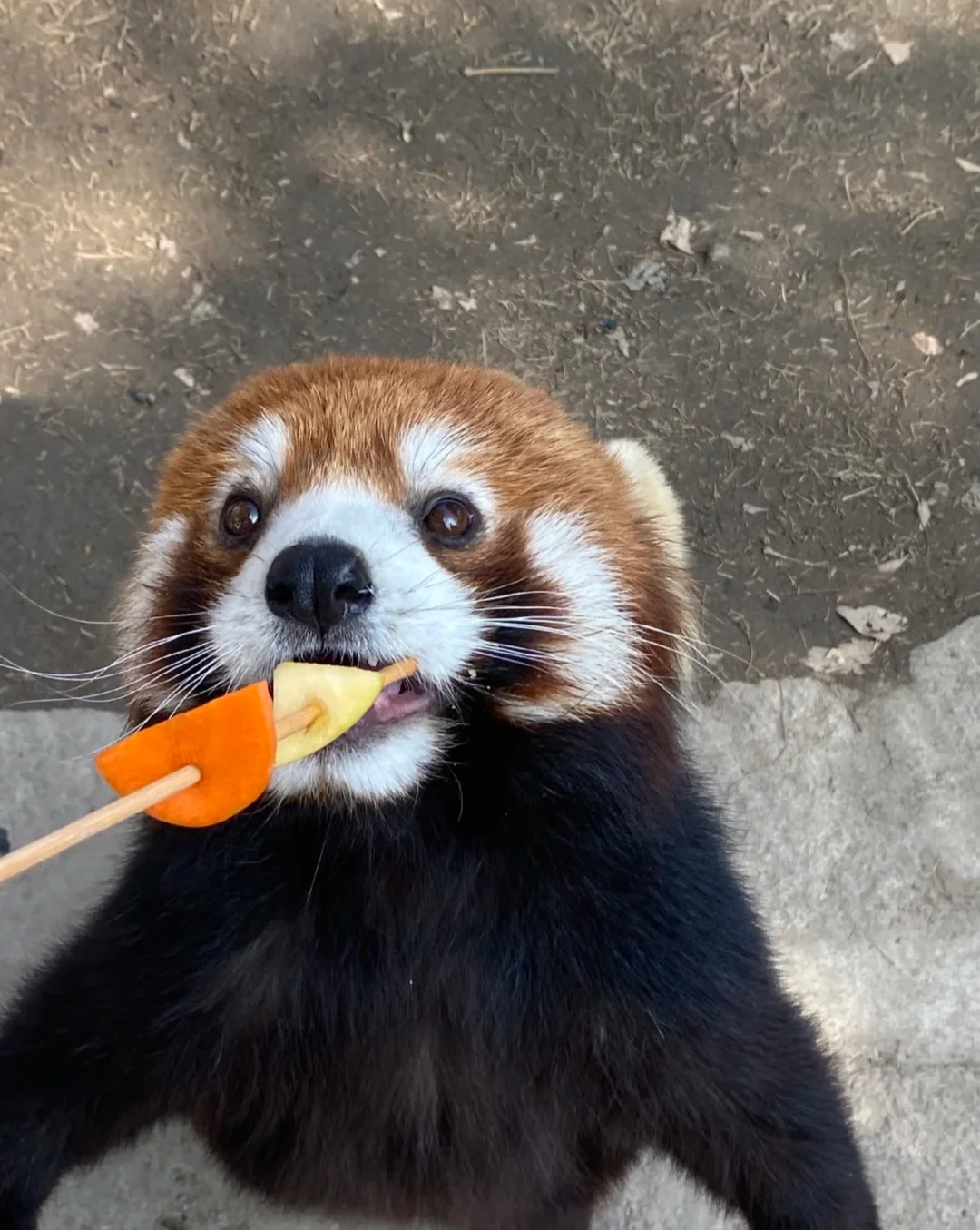 虽然大熊猫也很可爱但是我真的抵抗不了小滴