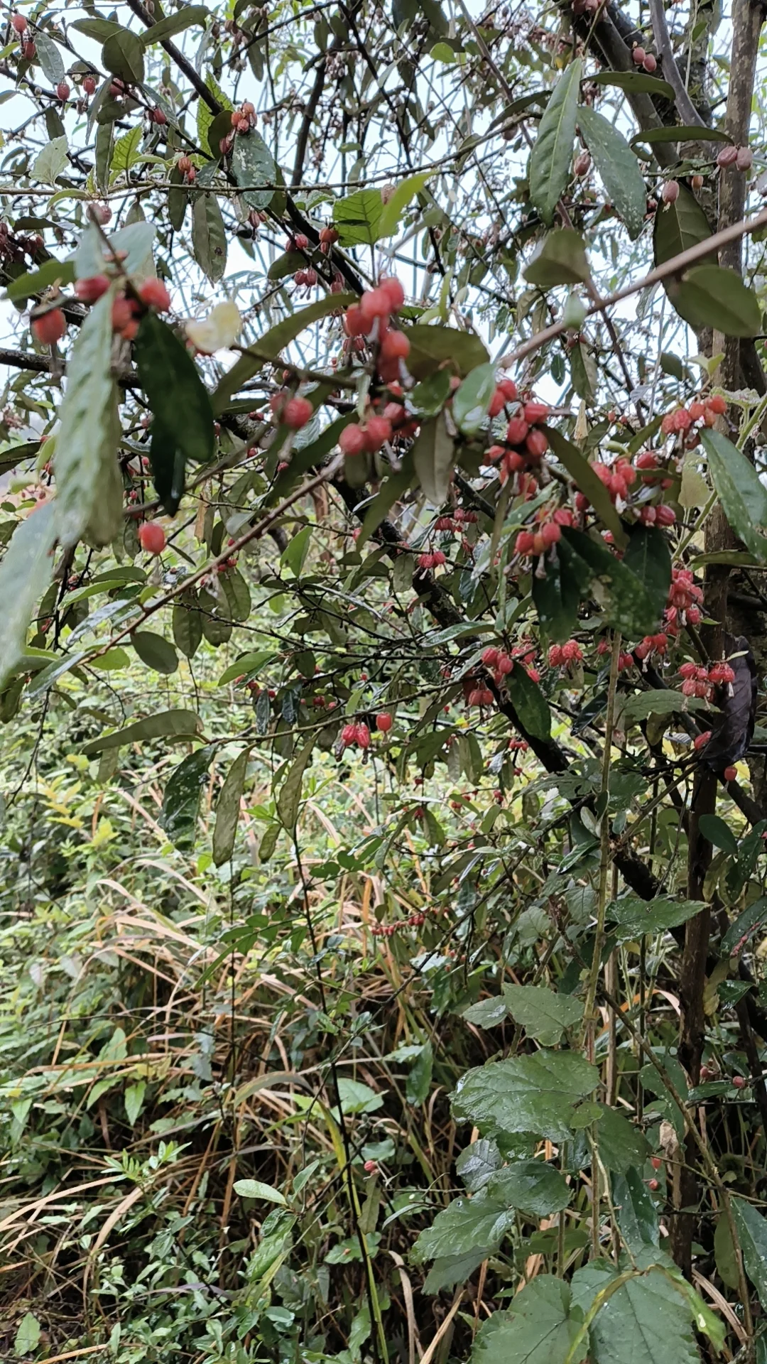 大山里的纯天然野果，你绝对不能错过的宝藏