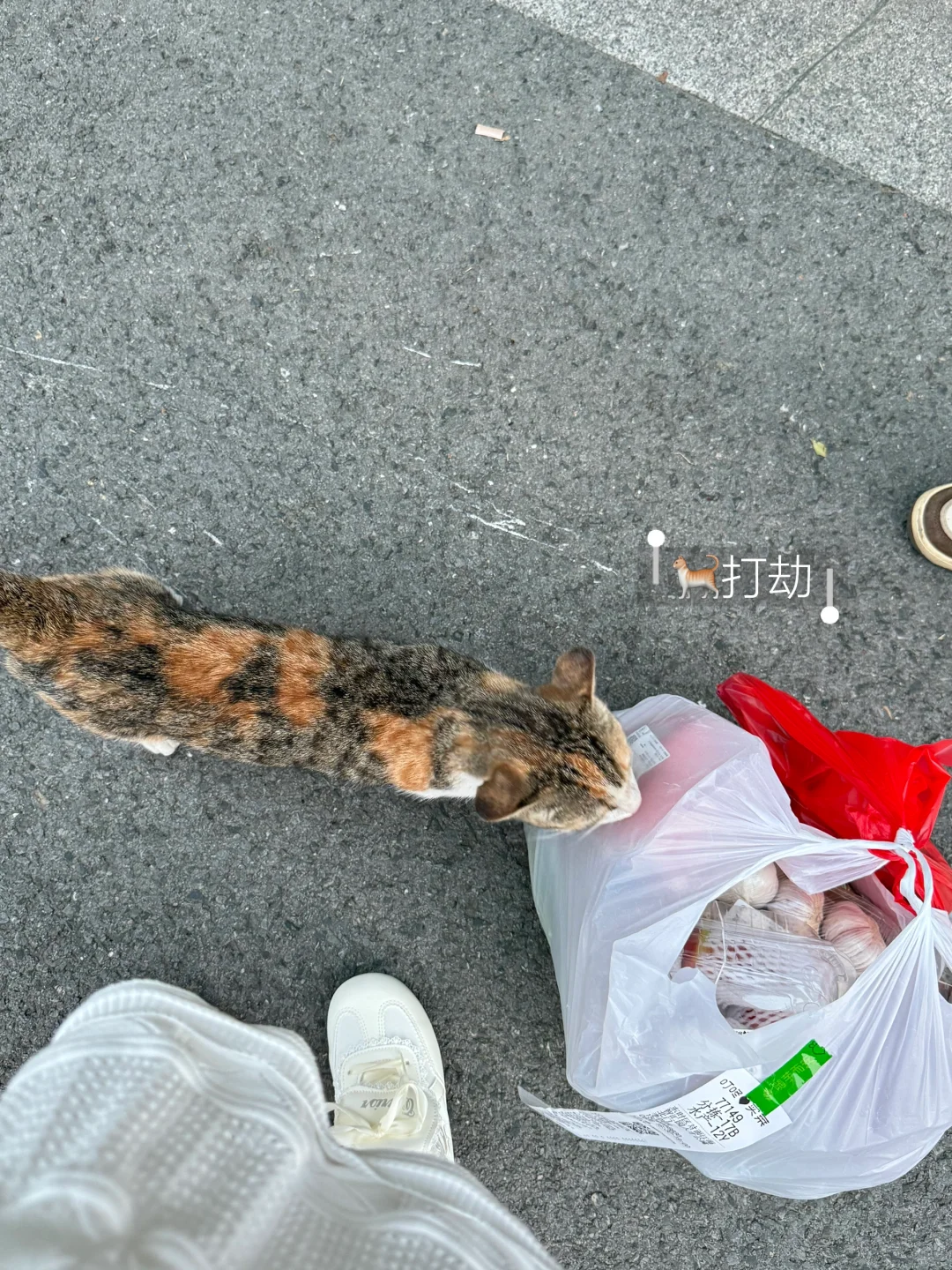 👋夕阳 榴莲 小猫咪和火辣擀面皮女士！！