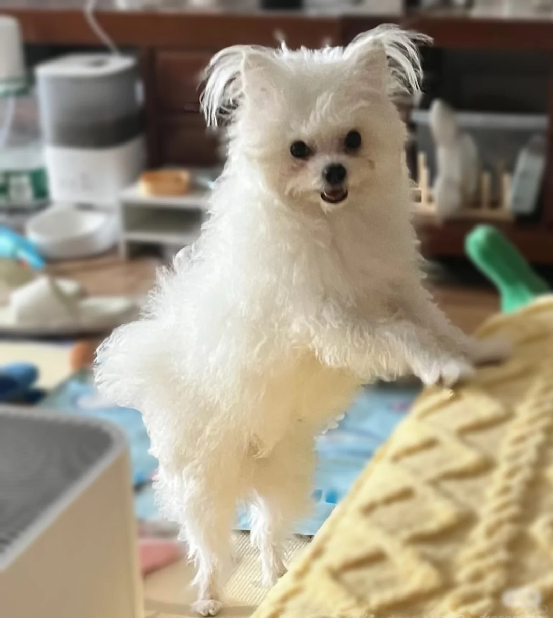 我家孩子能当童模吗？不玻璃心