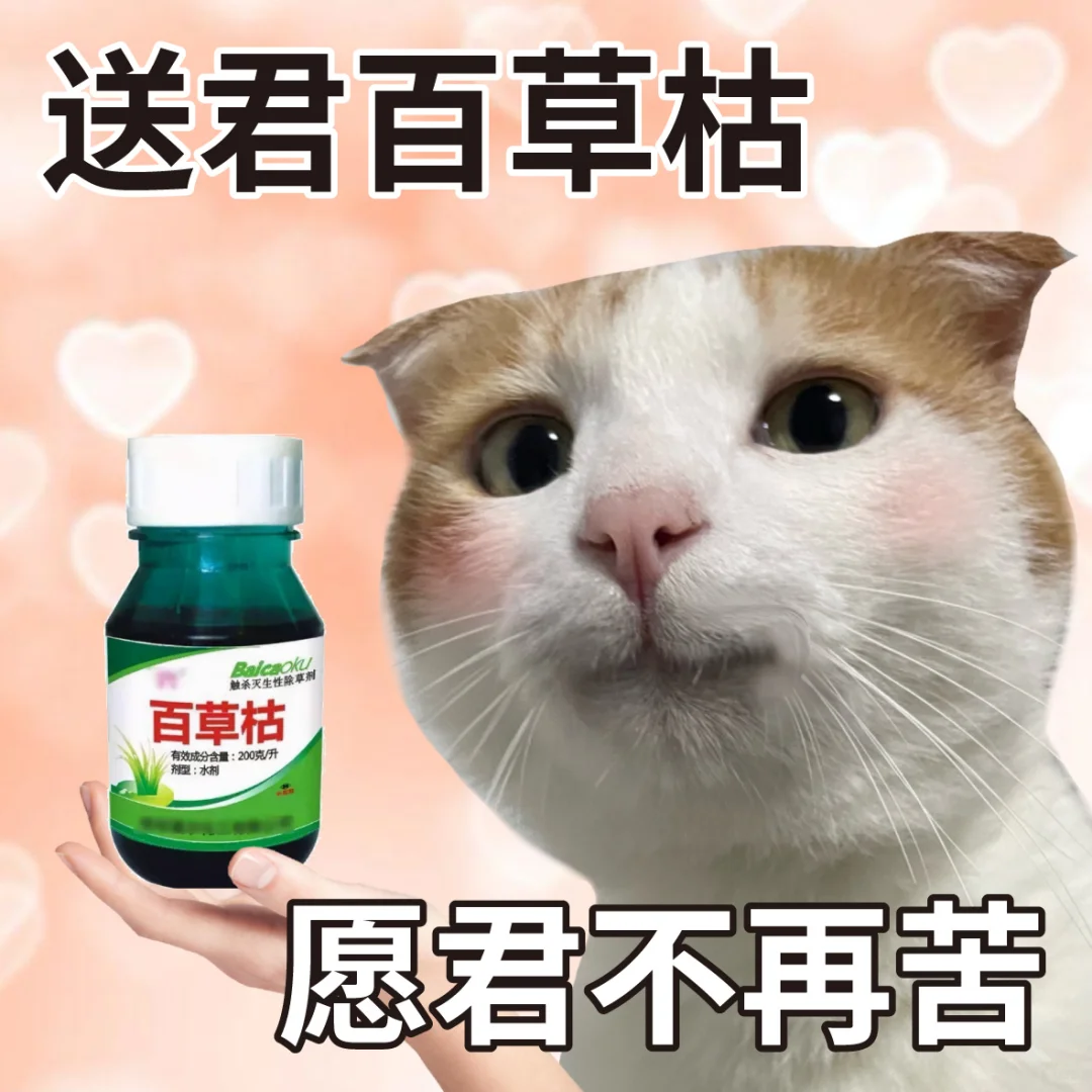 和对象交流必备表情包