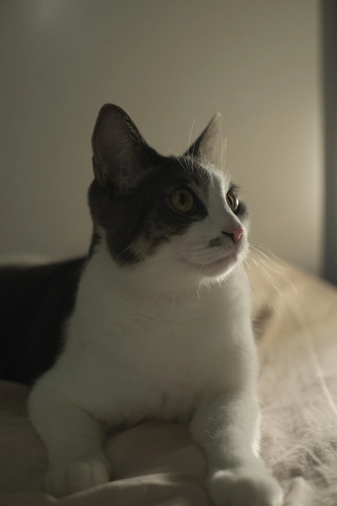 纽约约拍｜猫咪🐈私房照之我有猫饼
