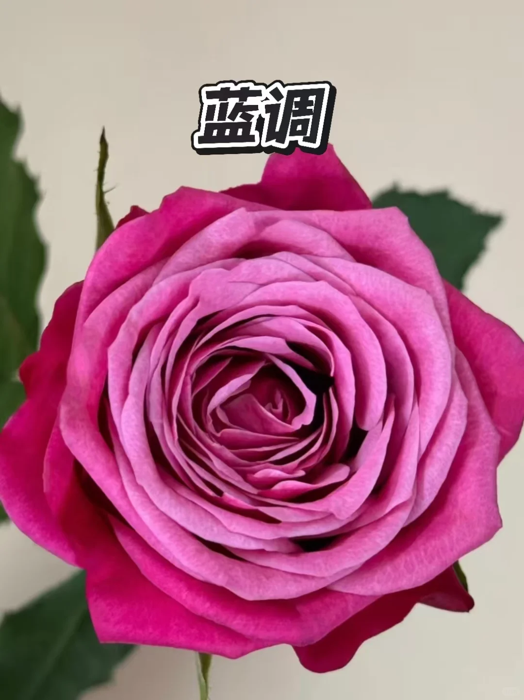 🌹玫红玫瑰界的“顶流天团”来炸场啦💥💘