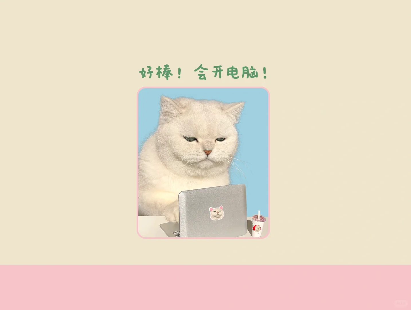 高冷猫᳐ ੭壁纸|敲可爱的iPad壁纸🐾