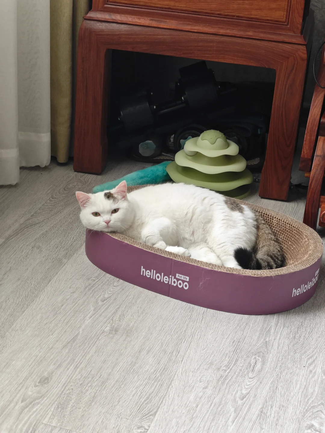 AI把我的小猫变成了擦边女！