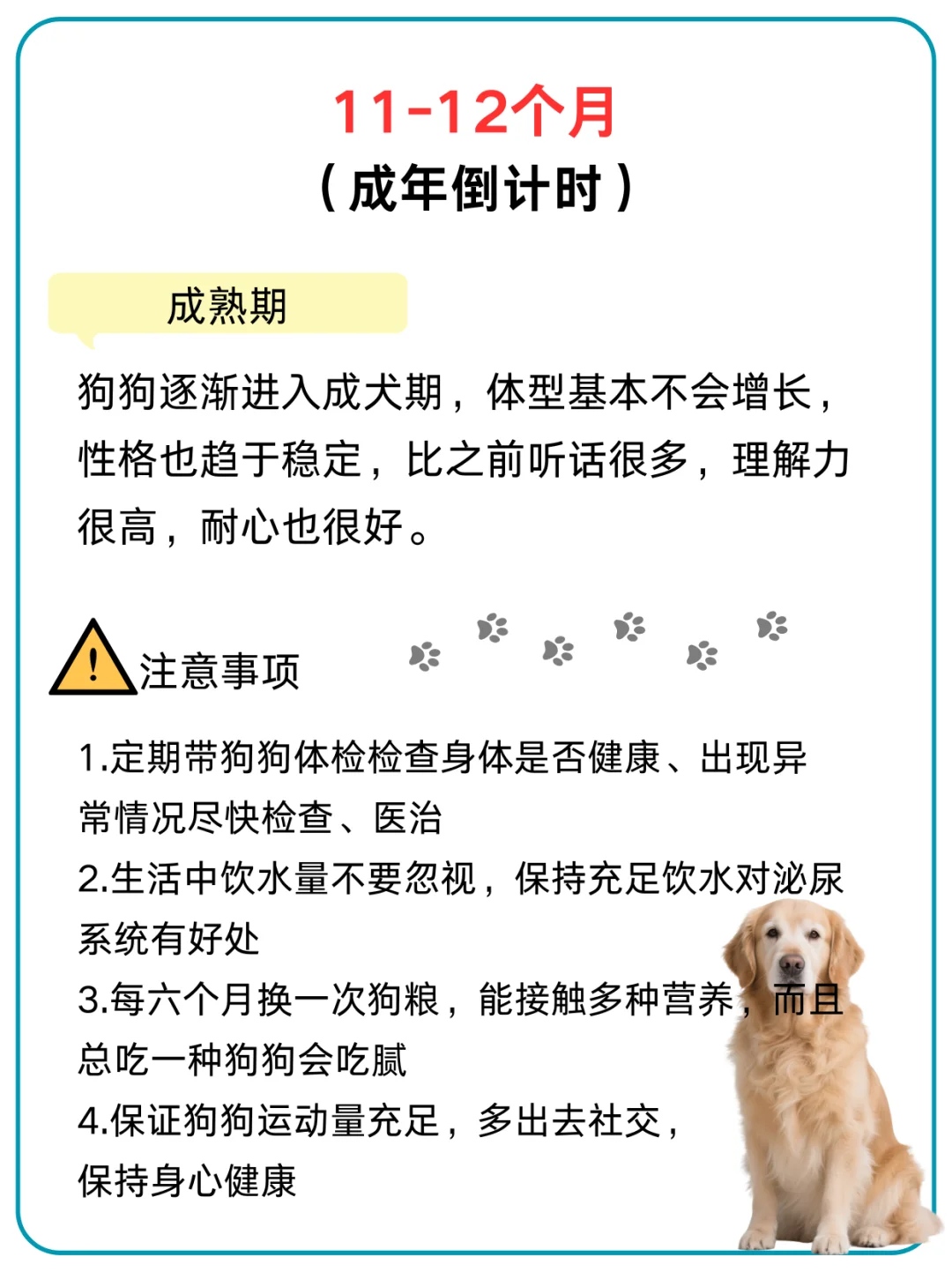 幼犬最难养的几个月！熬过去就好了