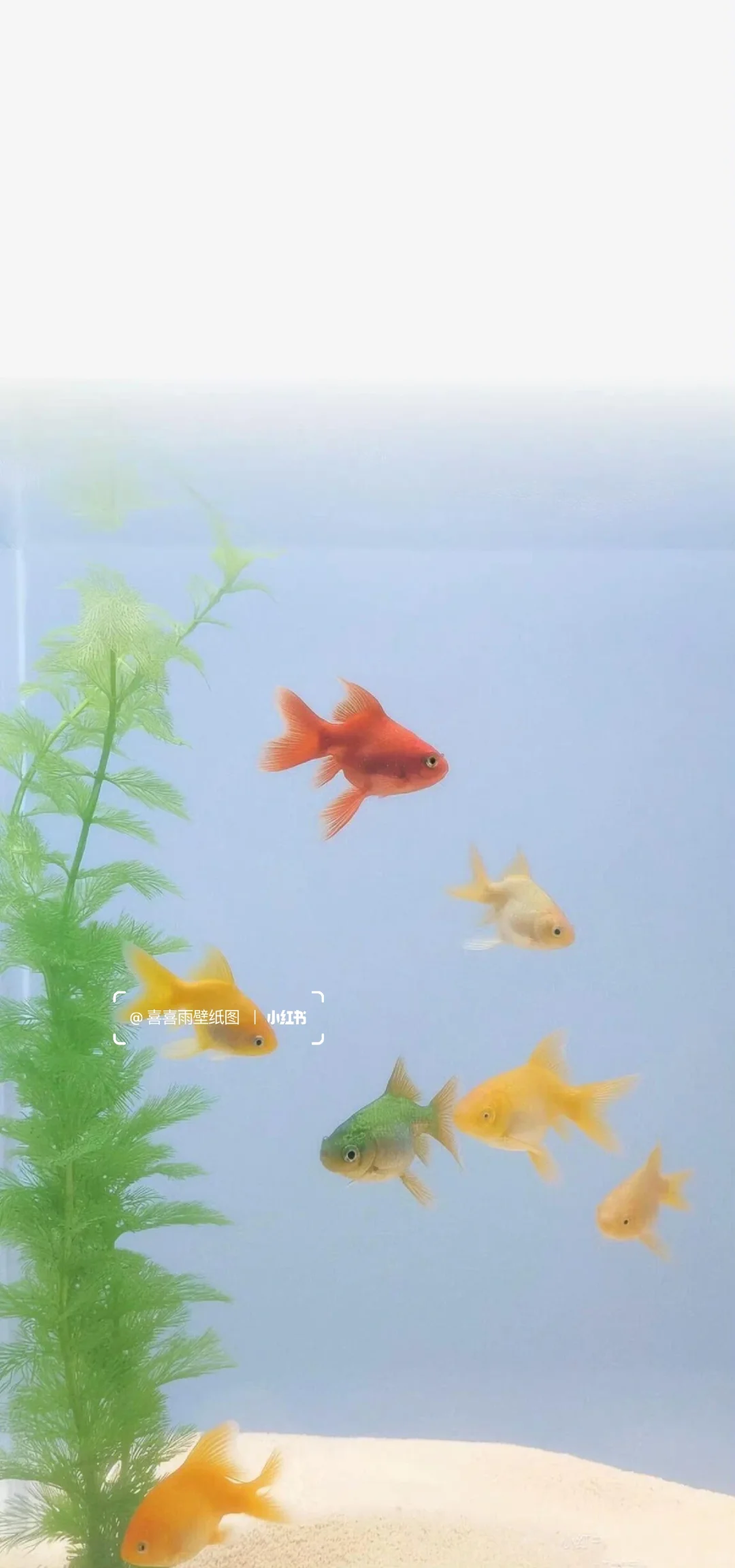 𝑺𝒉𝒂𝒓𝒆.祝你鱼快手机壁纸