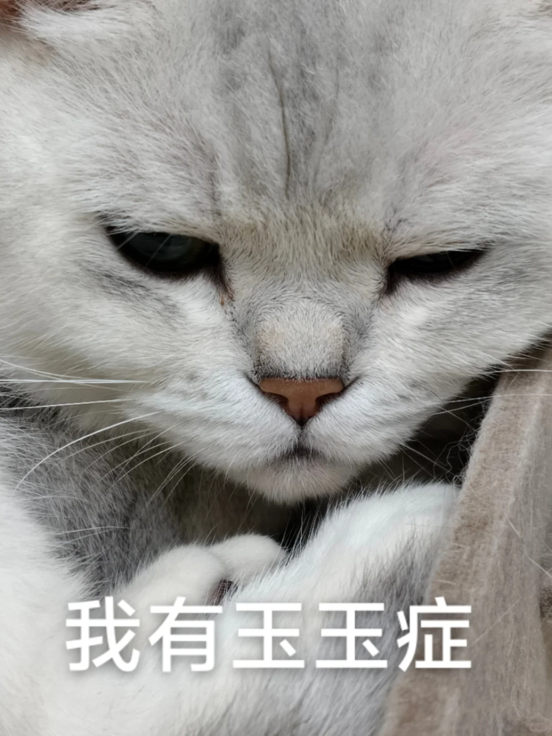 阿宝：听说这是我的表情包