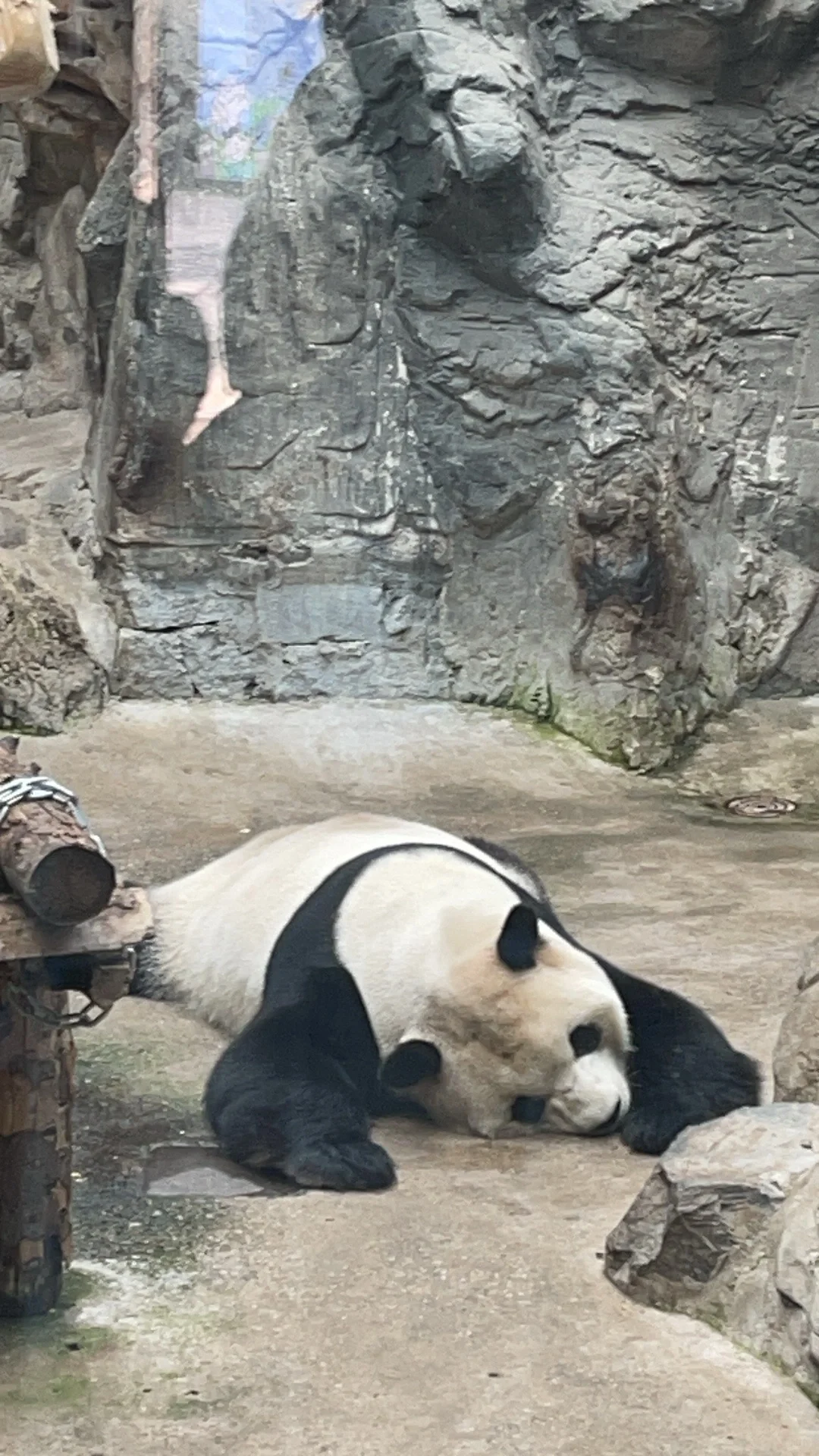 甜度超标～觉得包臀裙也不错诶可甜可御✌︎
