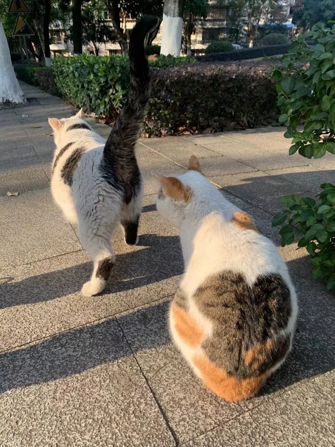 寻猫启事 屁股上有个大爱心