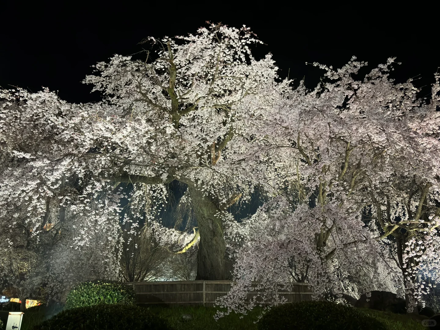 04月02日，京都｜高濑川，八坂神社夜樱🌸