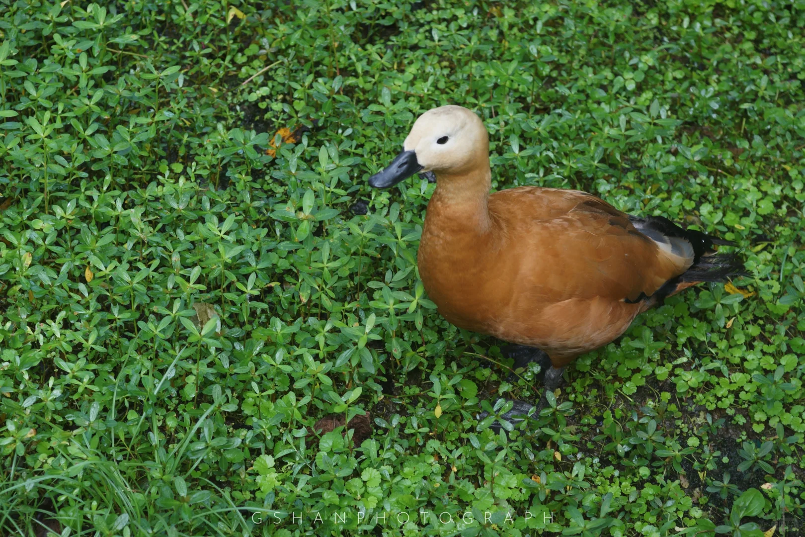 赤麻鸭 Tadorna ferruginea