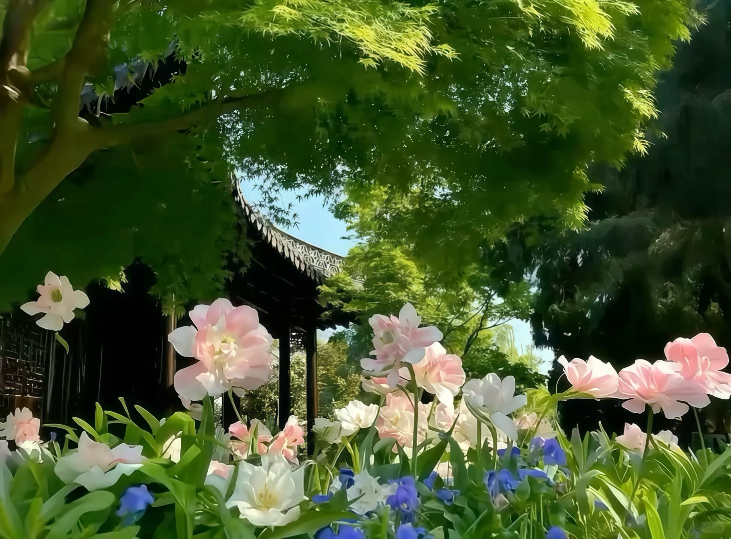 （静态壁纸）欲落的樱花等不到富士山🗻