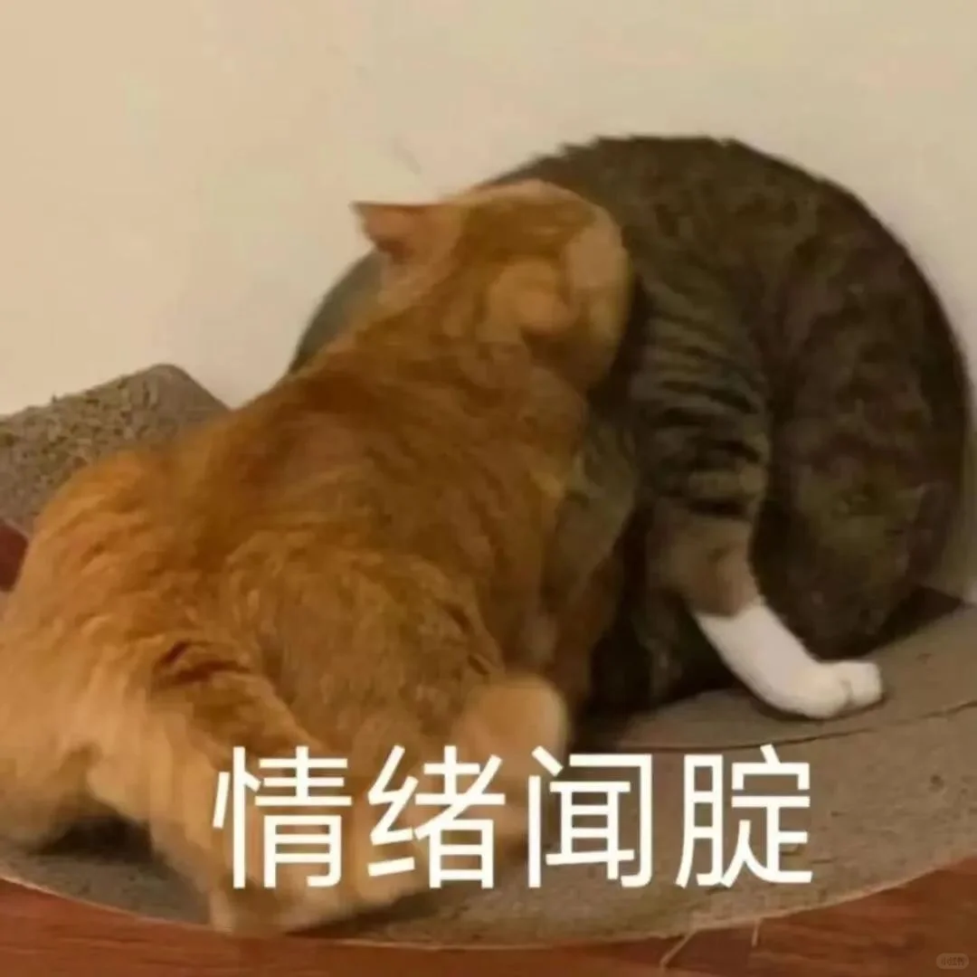 猫猫：go go go 出发喽