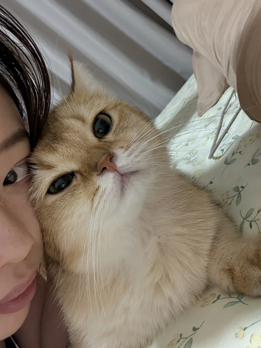 猫鼻支我家🐱是如何慢慢恢复的
